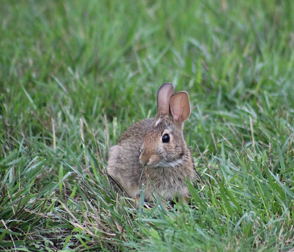 common-rabbit-respiratory-issue