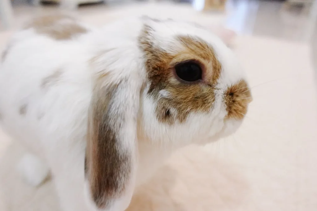 bond with holland lop