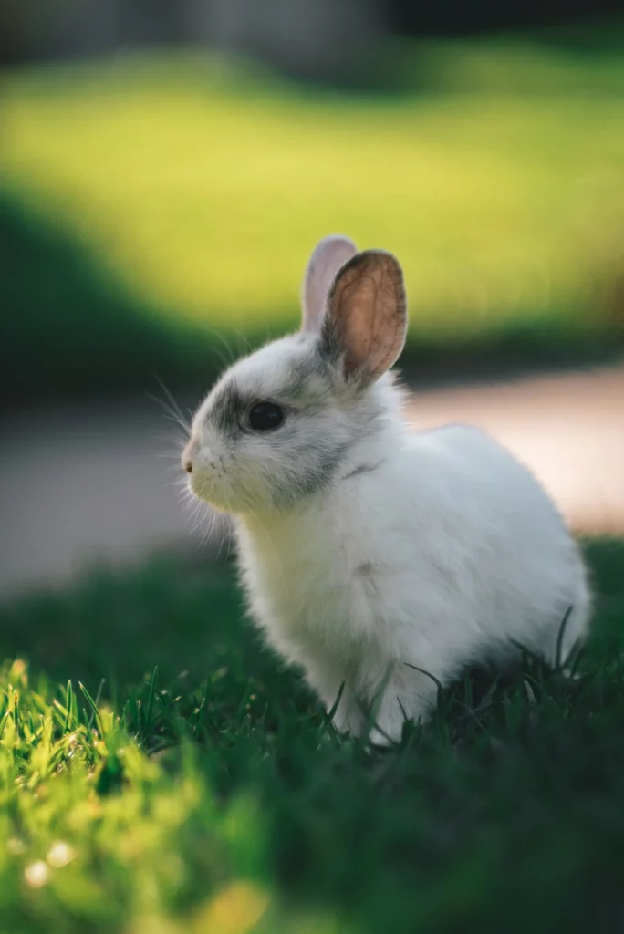 Grooming Exotic Rabbit: Expert Tips