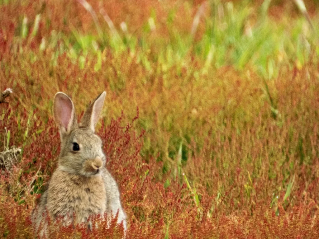 Wild rabbit behaviour