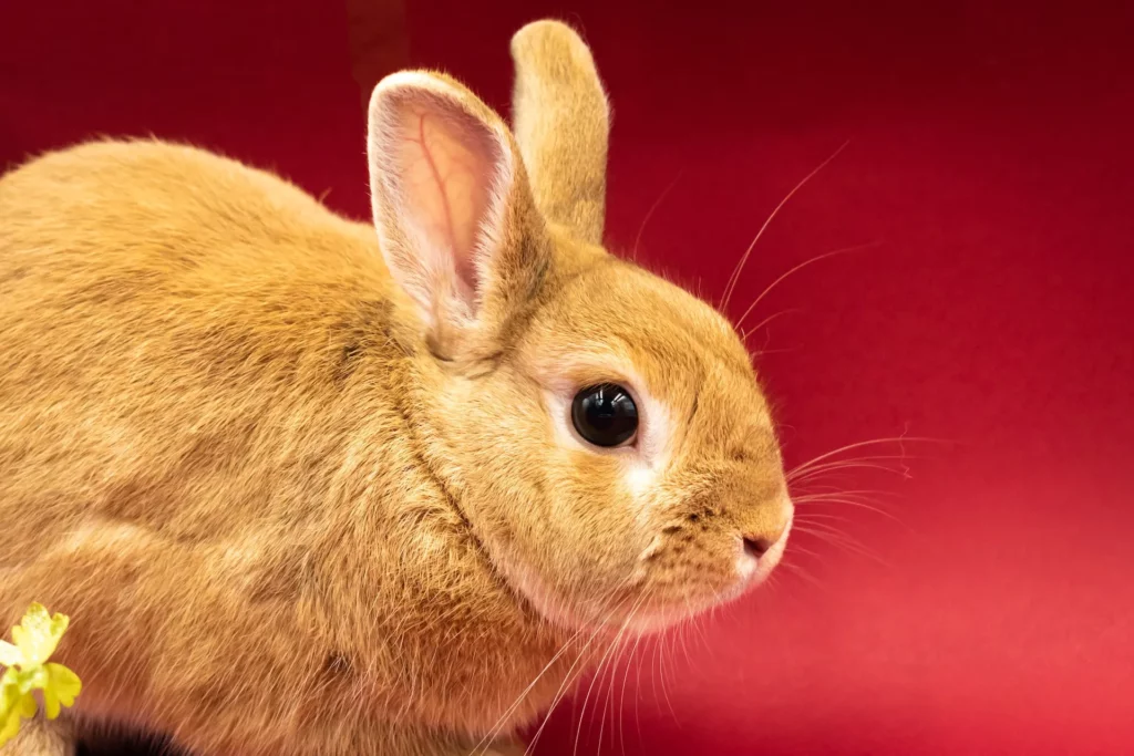 Exotic Rabbit Therapy Benefits