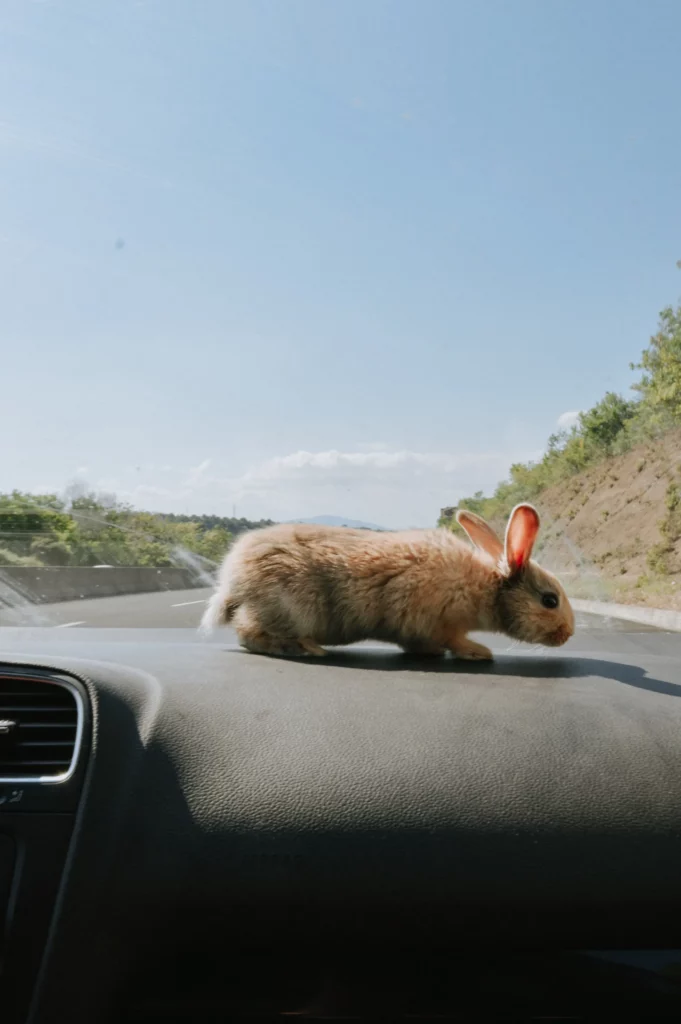 Travel Tips: Rabbit's Safe Journey