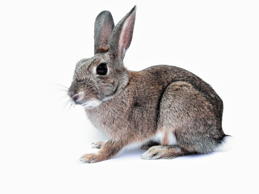 What is the Best Flea Treatment for Rabbits?