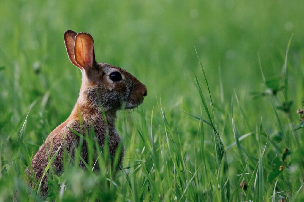 Cottontail-Chronicles-A-Close-Look-at-Eastern-Cottontail-Rabbit-Endangered